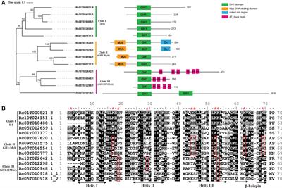 Genome-wide characterization and evolutionary analysis of linker histones in castor bean (Ricinus communis)
